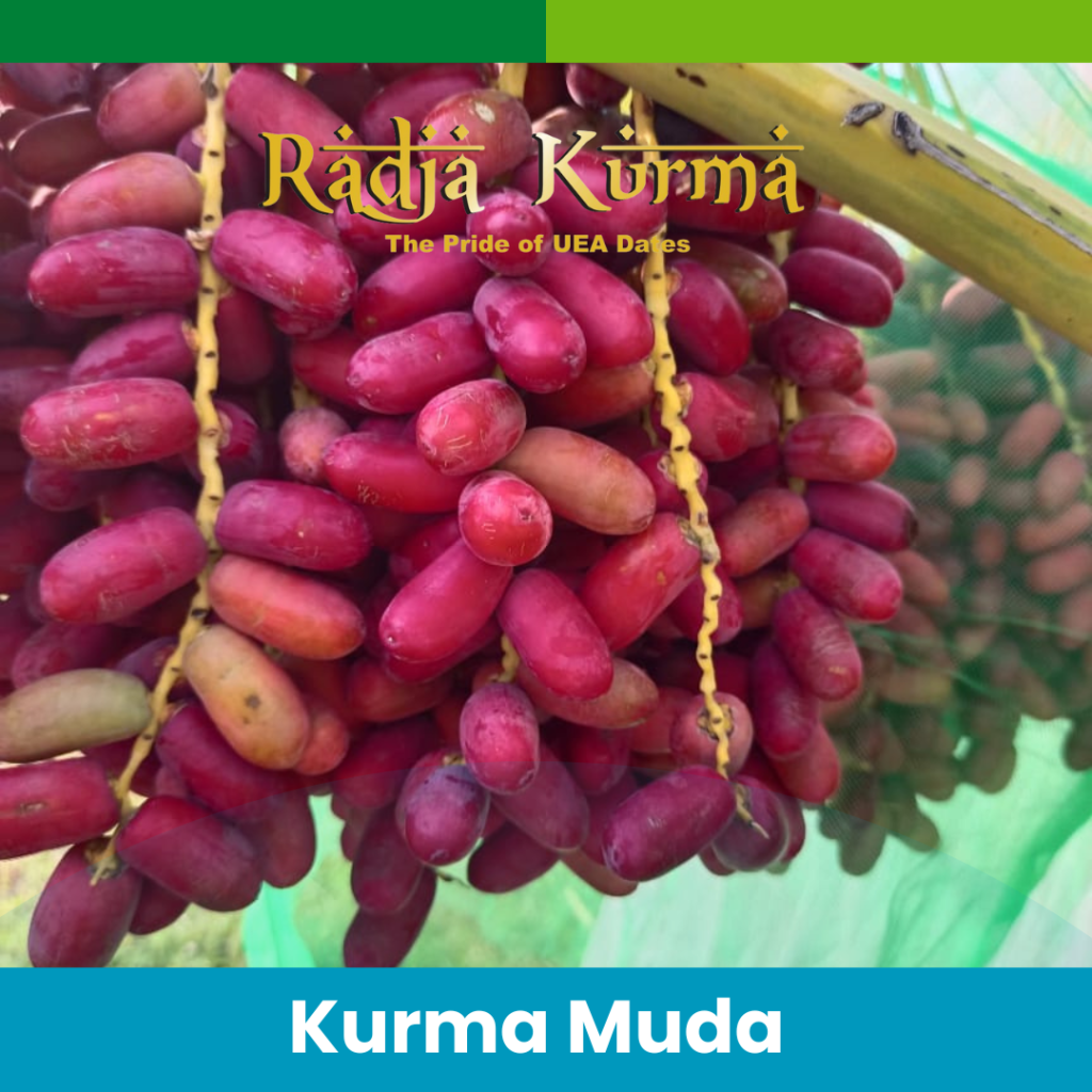 Jual Kurma Muda Balaraja Tangerang
