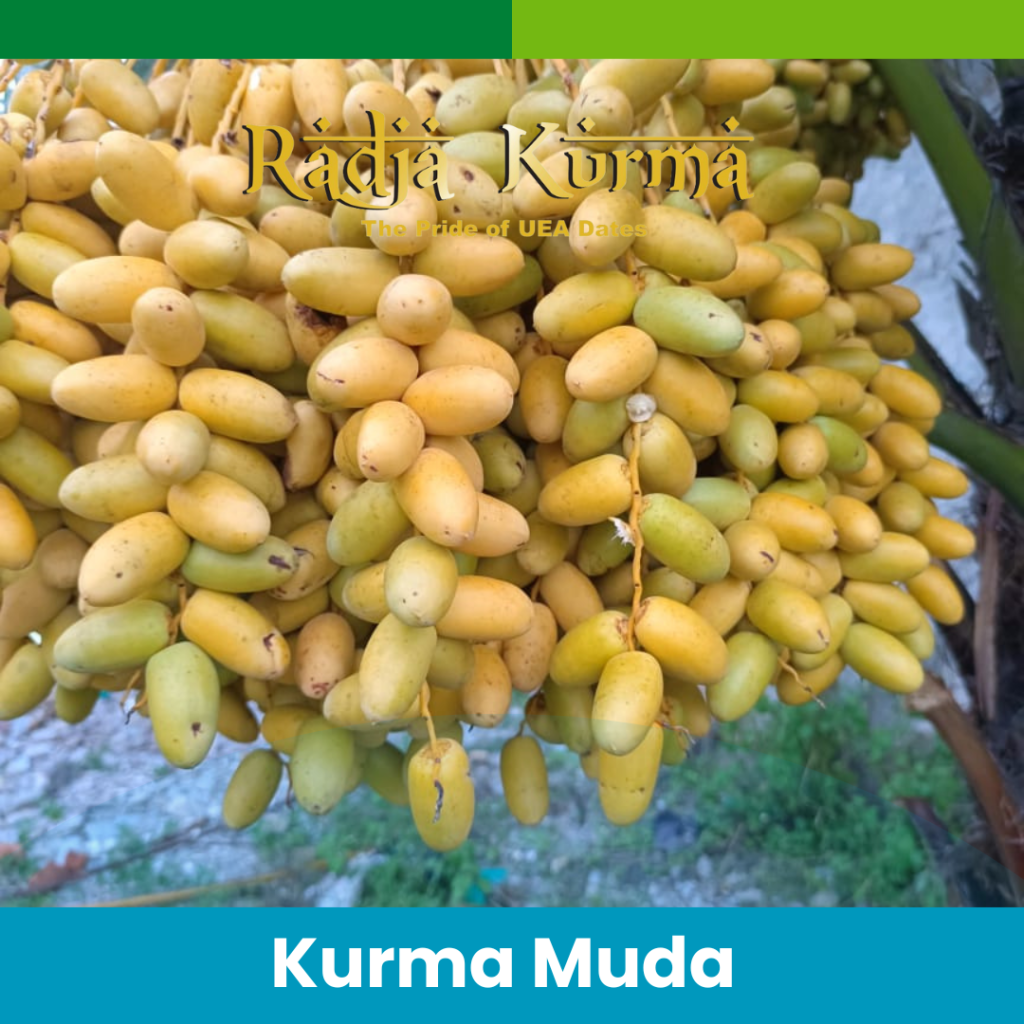 Jual kurma muda Tigaraksa tangerang